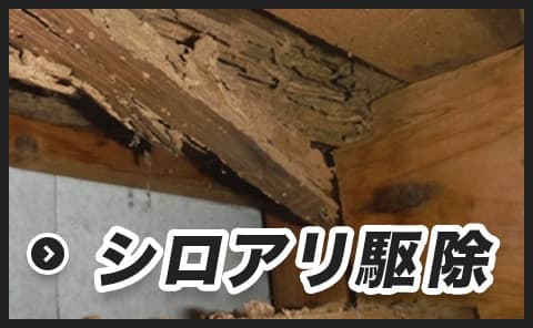 シロアリ駆除